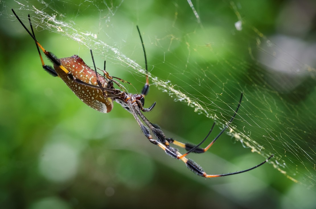 U některých druhů živočichů není vůbec snadné rozeznat samečka od samičky. U jiných, jako třeba u pavouka druhu Nephila clavipes, je to docela snadné – pokud samečka najdete (Florida Keys, ostrůvek Bahia Honda).