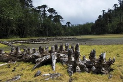 Lesy ostrova Chiloé