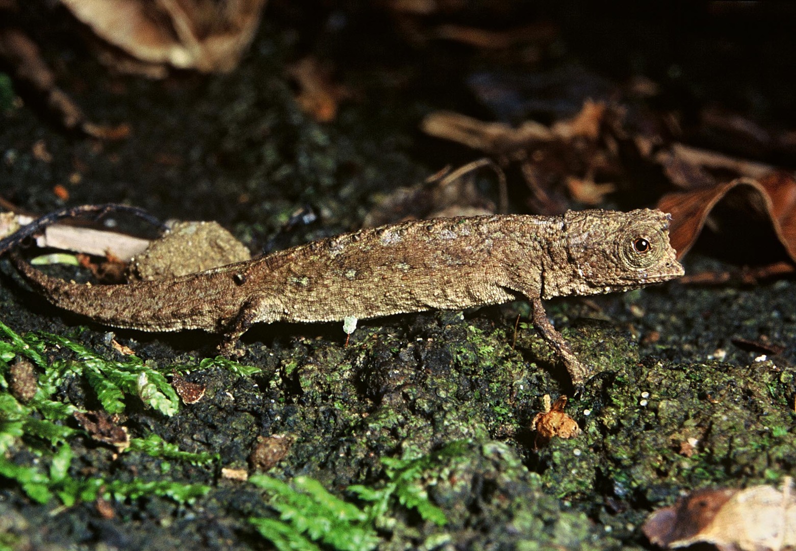 Nejmenší chameleoni