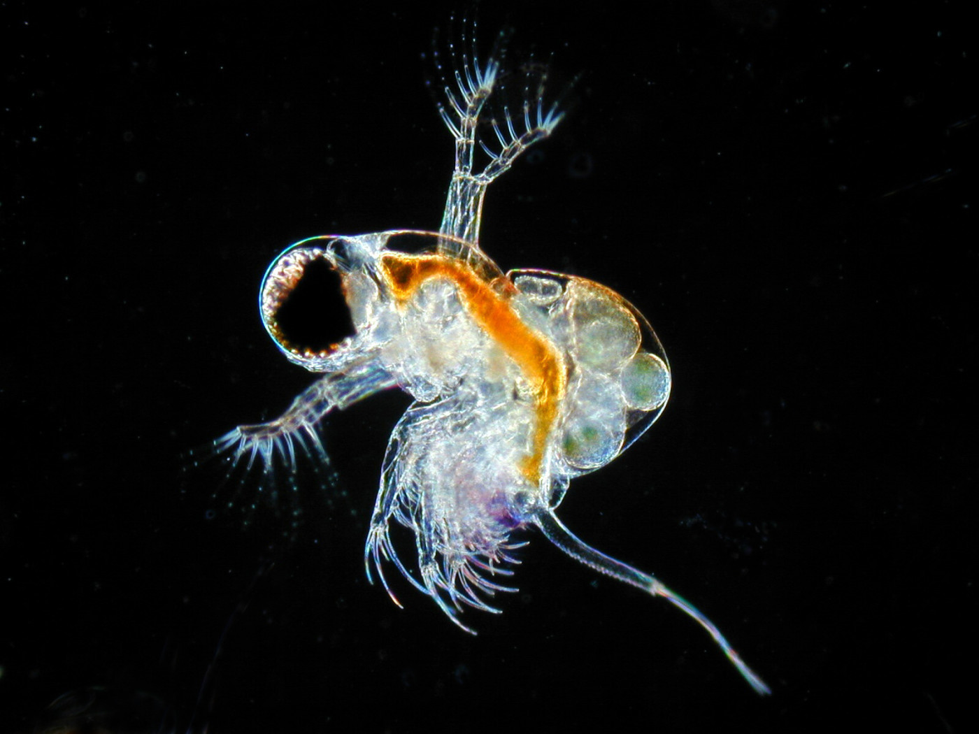 a plankton parazita)