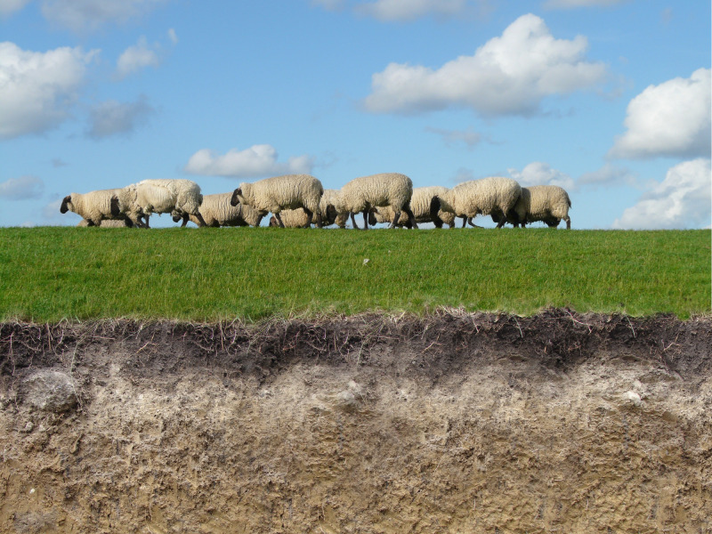 HMOTA MIKROORGANISMŮ na jednom hektaru půdy odpovídá přibližně hmotnosti 100 ovcí. Přitom stejný hektar nad zemí by „uživil“ nanejvýše 10 ovcí. (volné dílo, CC0)