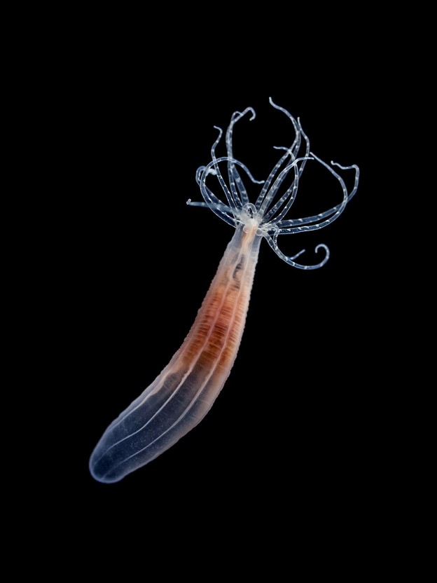 Několik centimetrů velká mořská sasanka Nematostella vectensis (Starlet sea anemone) patří mezi žahavce (Cnidaria). Tento poměrně nový modelový organismus napomáhá porozumění mechanismům evoluce v oblasti evoluční vývojové biologie.