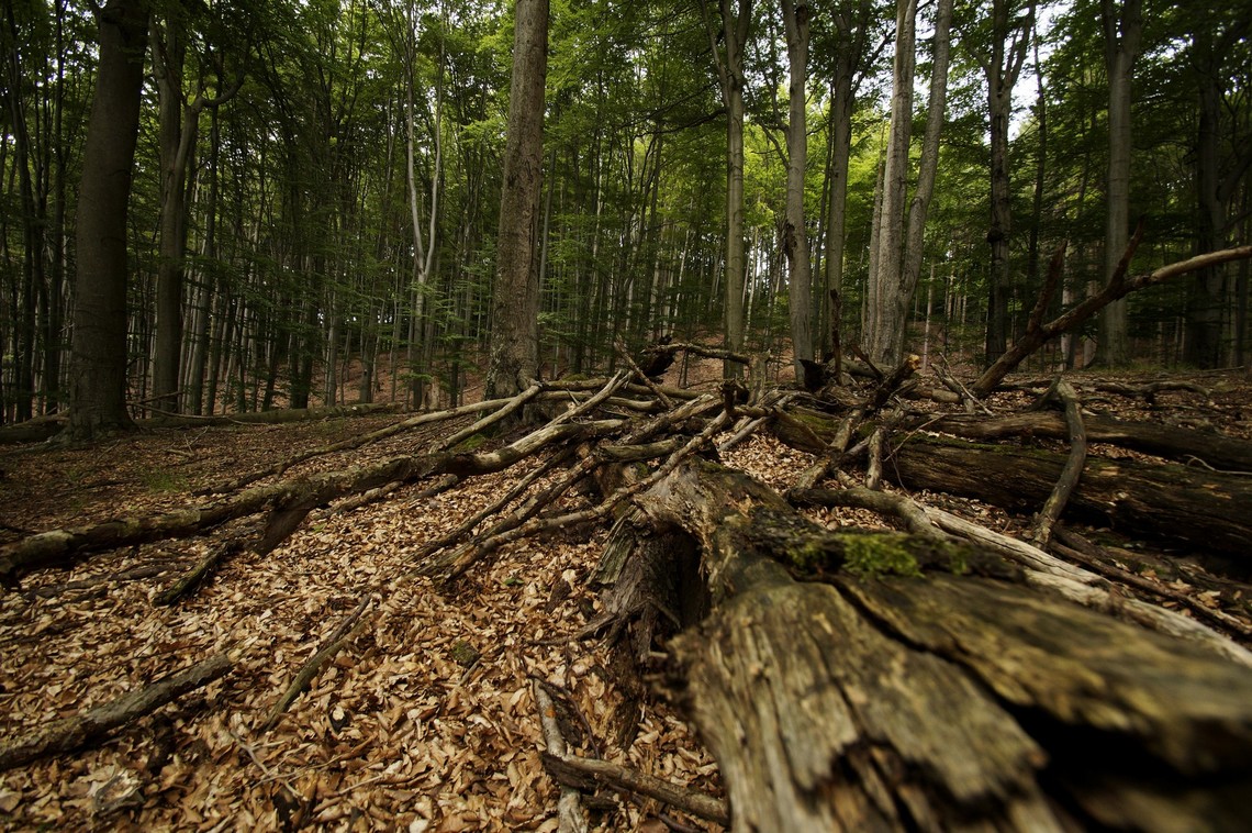 Mrtvé dřevo v lesích