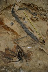 s jmc katastrofa zrodila unikat 4 | vesmir.cz